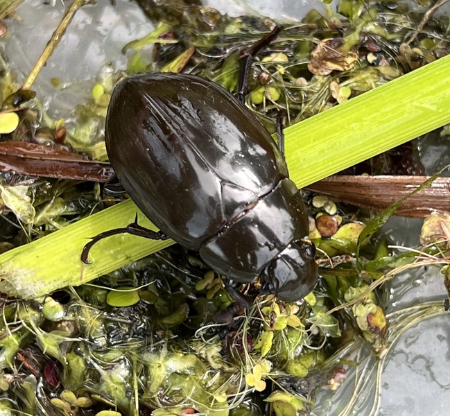 Great Water Beetle © Janet Nott