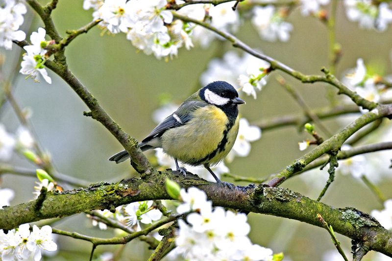 Great Tit © Roger Wilmshurst Great Tit © Roger Wilmshurst