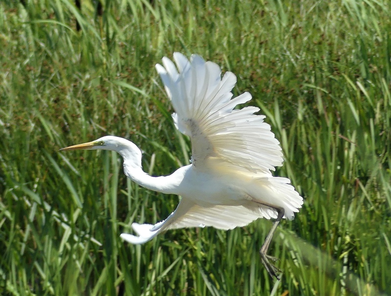 Great White Egret