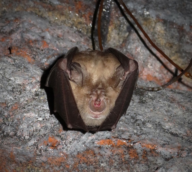 Greater Horseshoe Bat © Ryan Greaves
