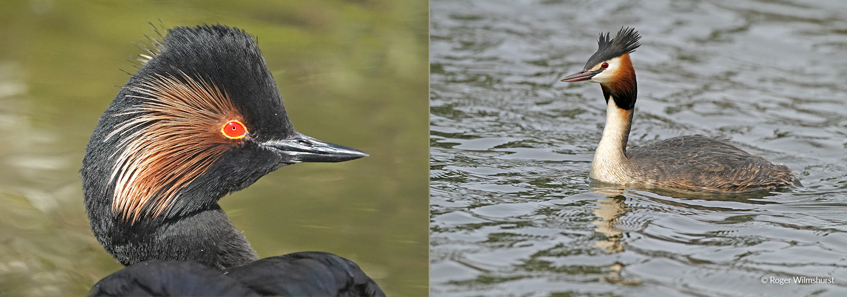 Black-necked Grebe & Great-crested Grebes in Breeding plumage Black-necked Grebe & Great-crested Grebes in Breeding plumage