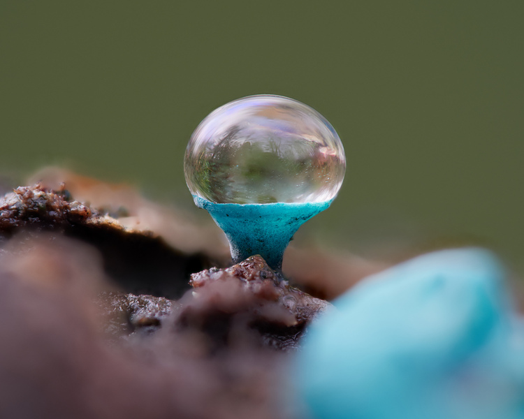 Elfcap © Max Mudie