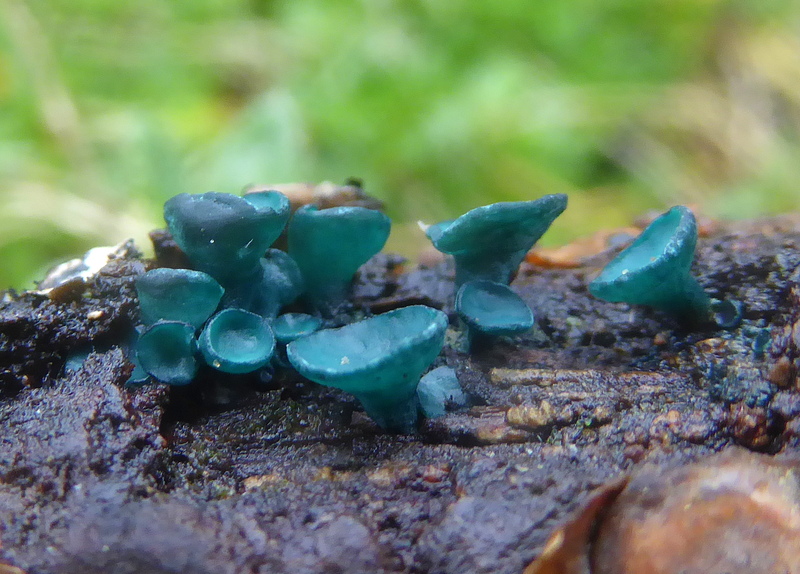 Green Elfcup © Barry Clough