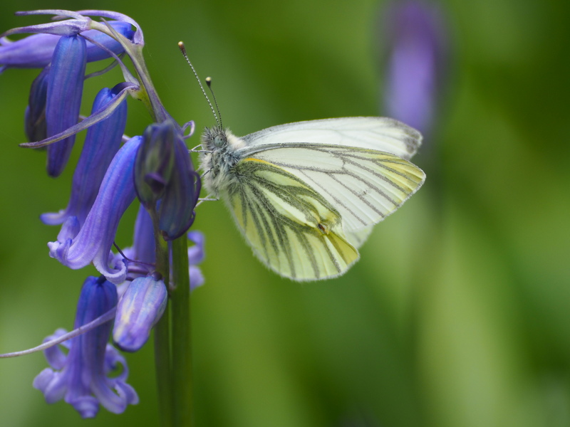 Green-veined White Tom Boyle Green-veined White Tom Boyle