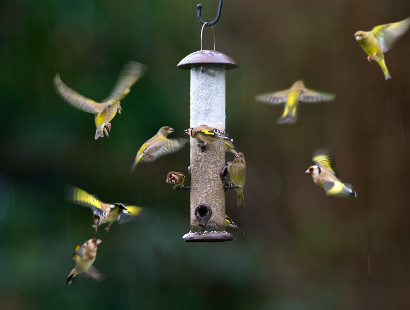 Finches