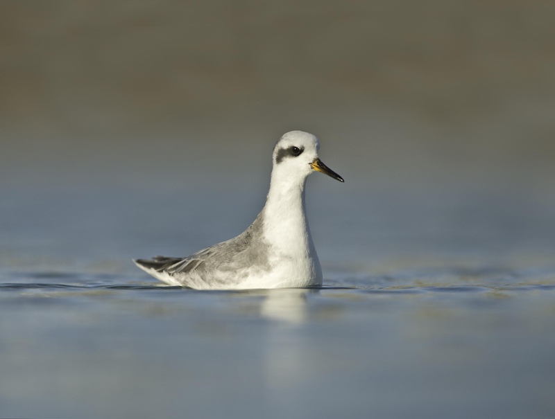 Grey Phalarope