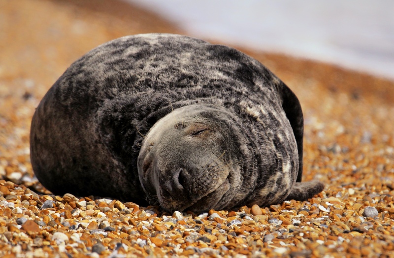 Grey Seal © John Lauper
