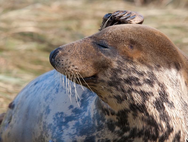 Grey Seal