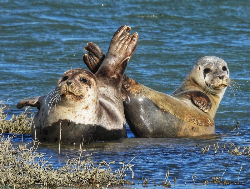 Common Seal