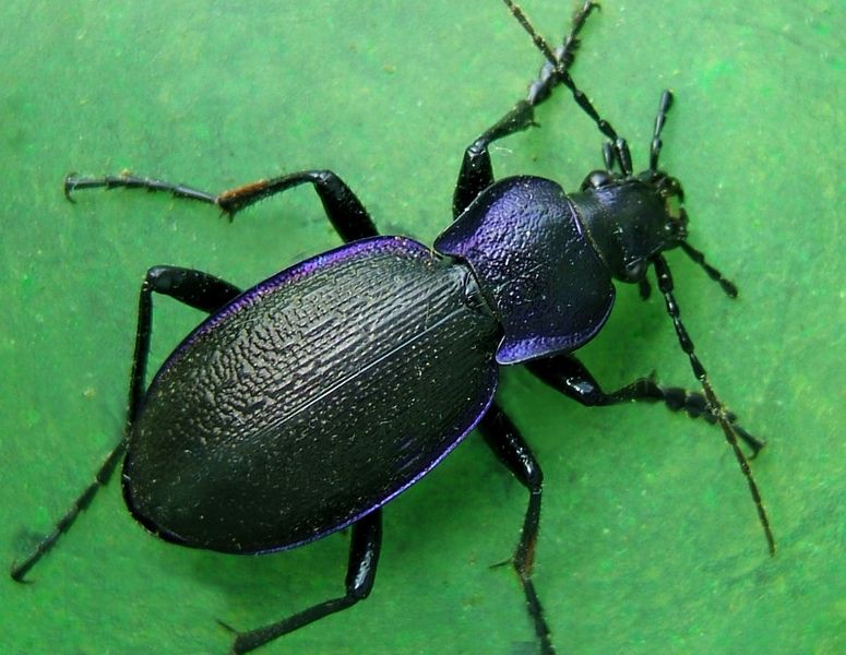 Violet Ground Beetle © Alan Price Violet Ground Beetle © Alan Price