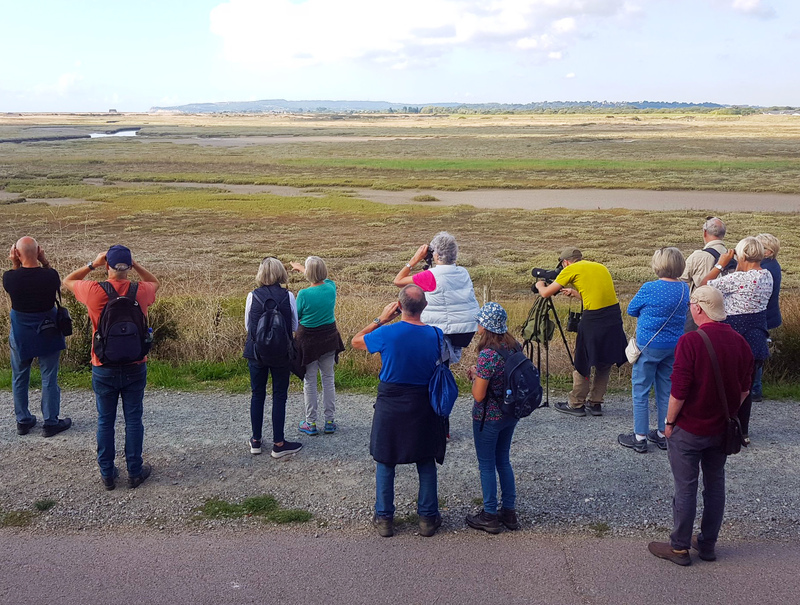 Birdwatching at Rye Harbour Nature Reserve