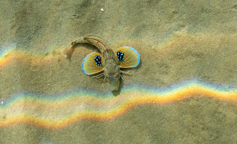 Gurnard © Piers Fearick