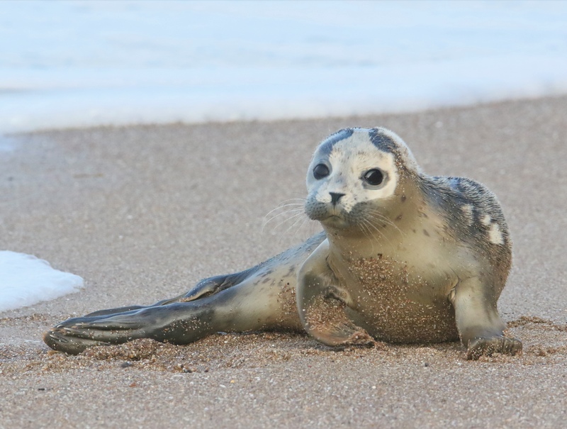 Harbour Seal