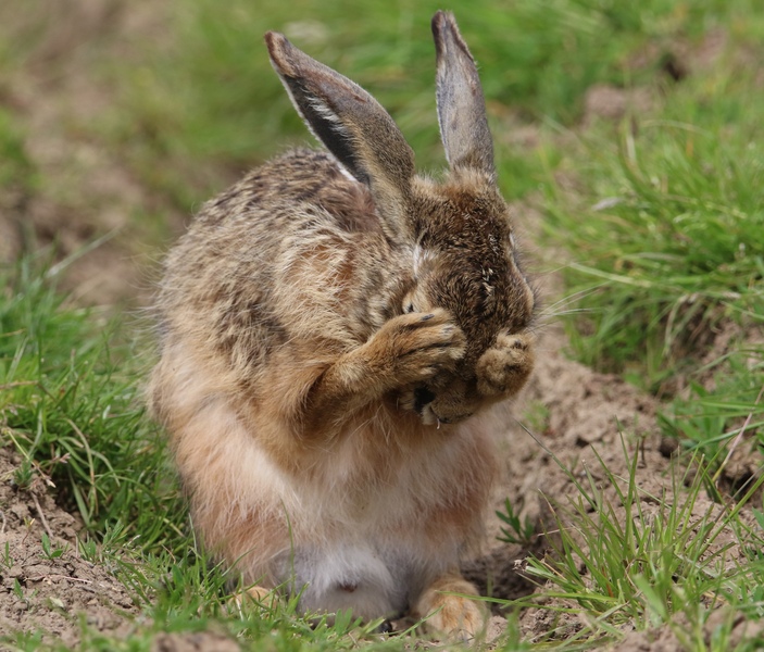 Brown Hare Brown Hare