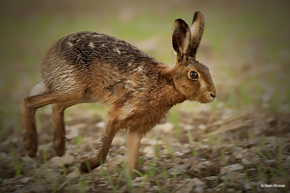 Hare Race Sean Stones