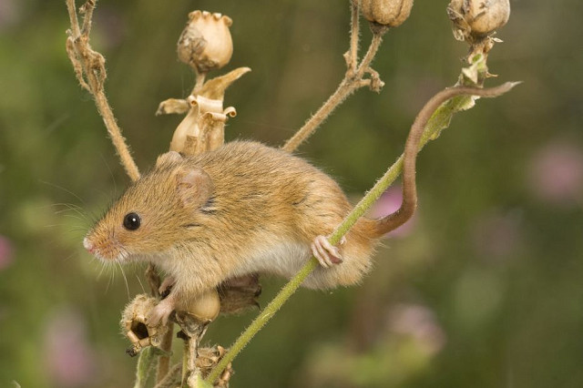Introduction to Small Mammals (08/09/2023)