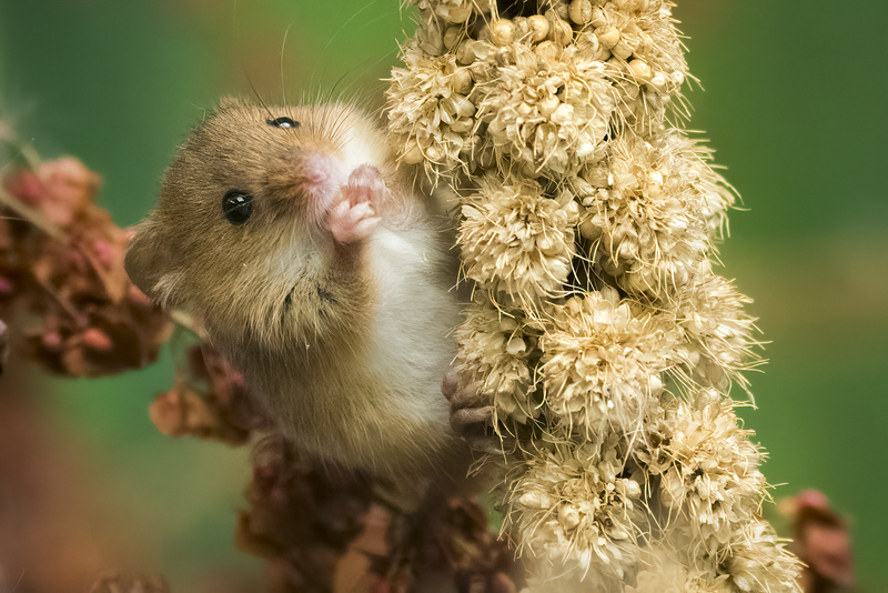 Harvest Mouse © Les Binns