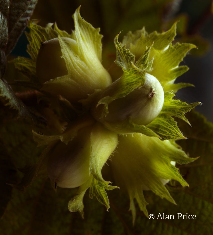 Hazelnuts©Alan Price, Gatehouse StudioSussex Wildlife Trust