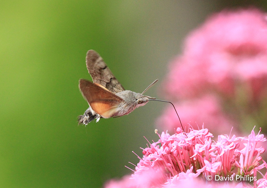 Hummingbird Hawk-moth