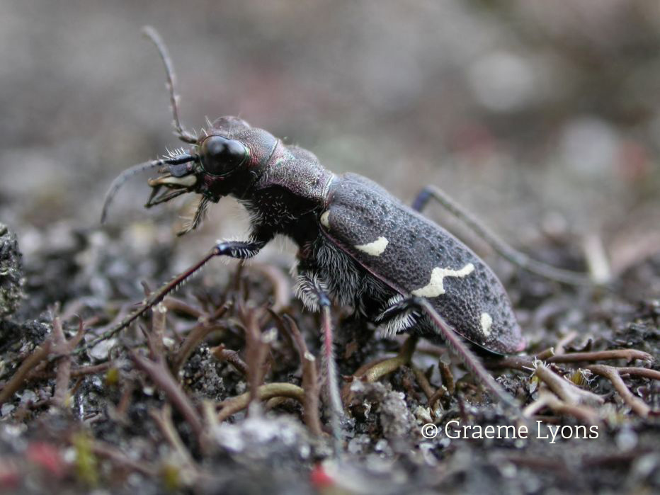 Heath Tiger Beetle©Graeme LyonsSussex Wildlife Trust