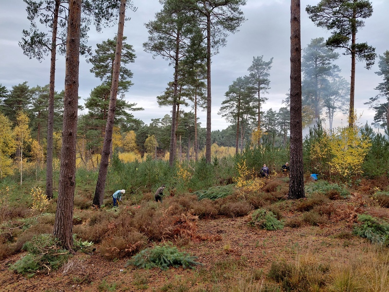 Heathland Management at Graffham Common