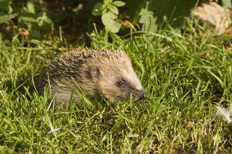 Hedgehog © Hugh Clark FRPS Hedgehog © Hugh Clark FRPS