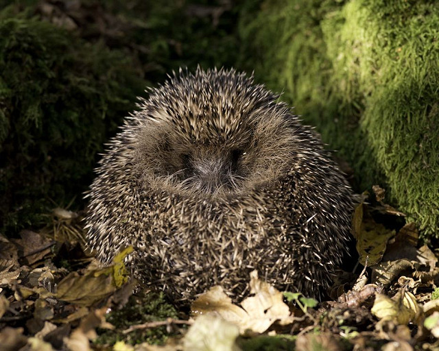 Eastbourne Regional Group Talk - Hedgehog Awareness and Rescue (21/11/24)