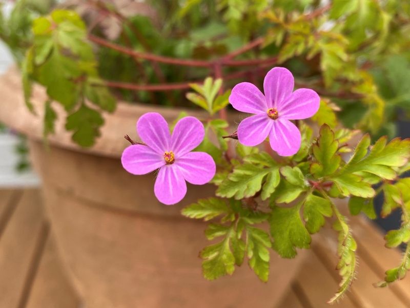 Herb-Robert © Richard Cobden Herb-Robert © Richard Cobden