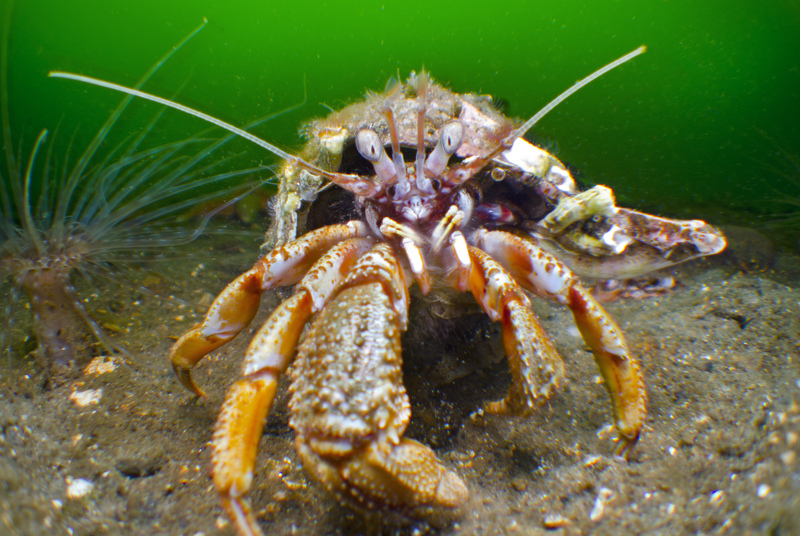 Hermit Crab © Alexander Mustard