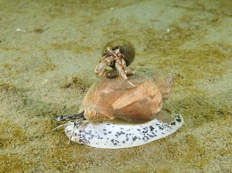 Hermit Crab on a Whelk © Paul Naylor