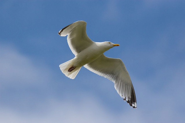 Intro to Birds, Littlehampton (08/03/25)