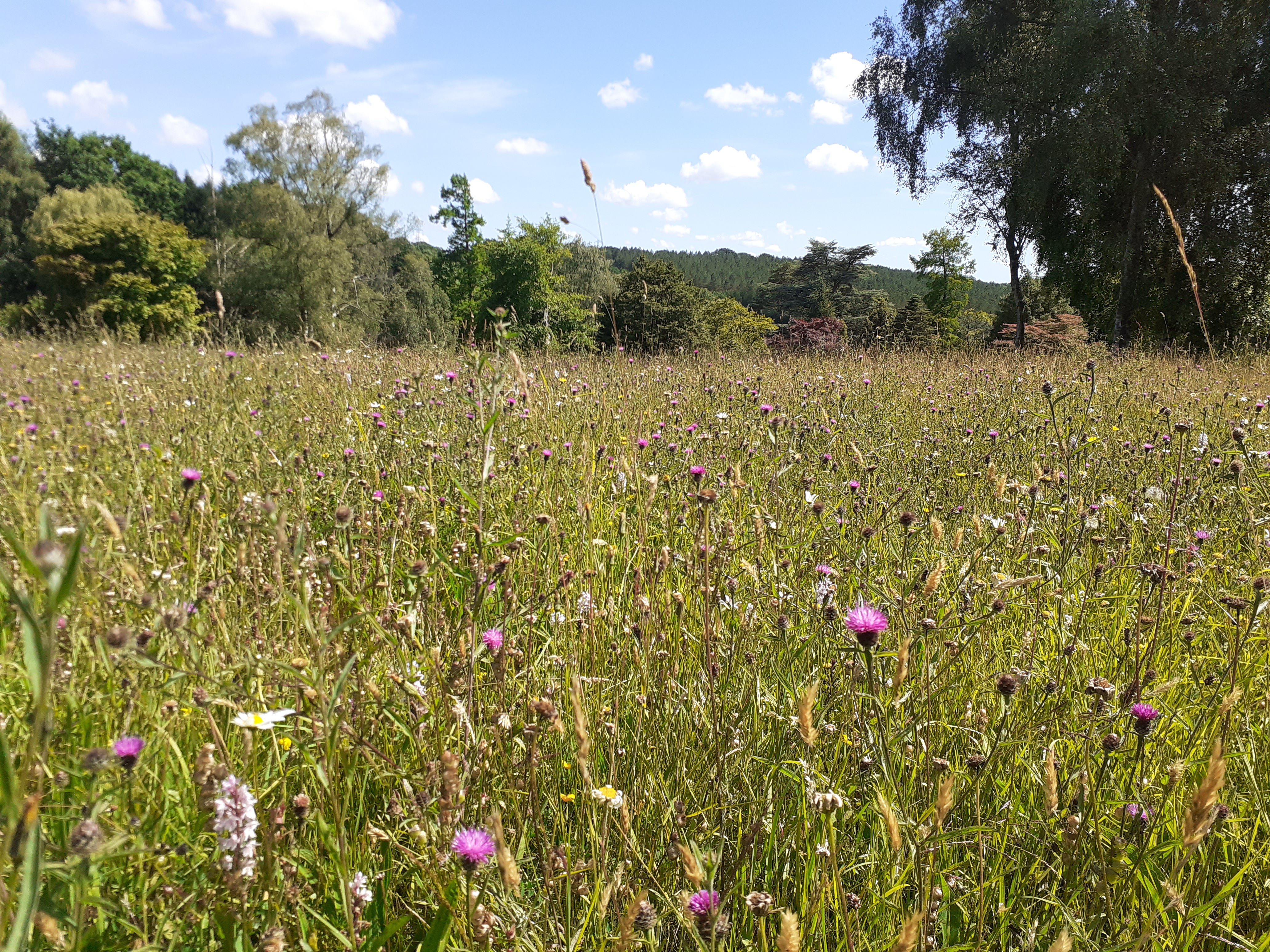 Wildflower meadow High Weald