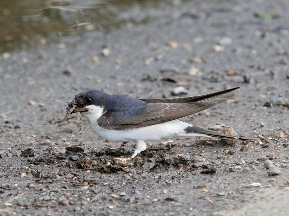 House Martin