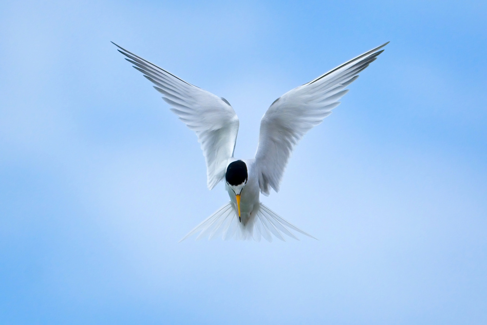Hovering Little Tern by Simon Watkins
