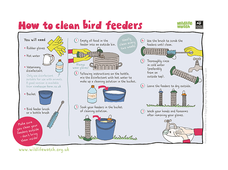 How to clean bird feeders How to clean bird feeders