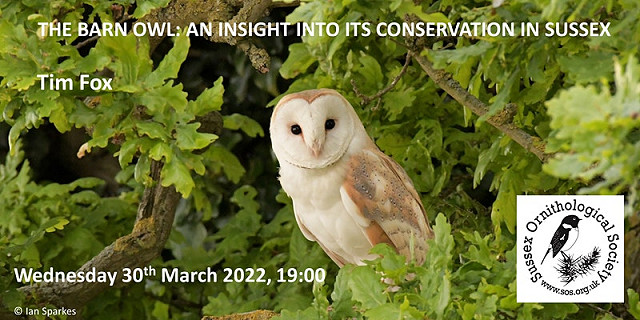 Webinar: The Barn Owl. An insight into its conservation in Sussex.