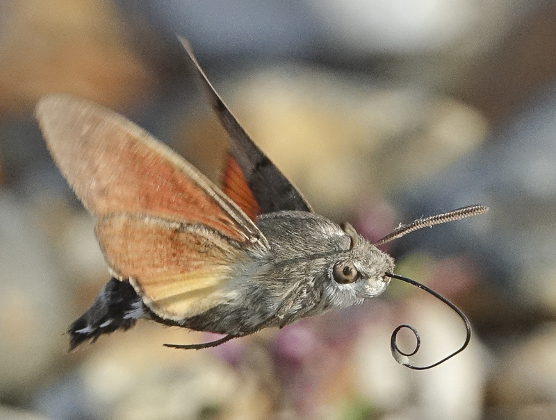 Hummingbird Hawk-moth
