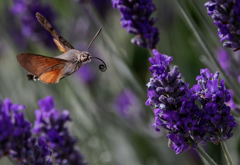 Hummingbird Hawk-moth © John Lauper