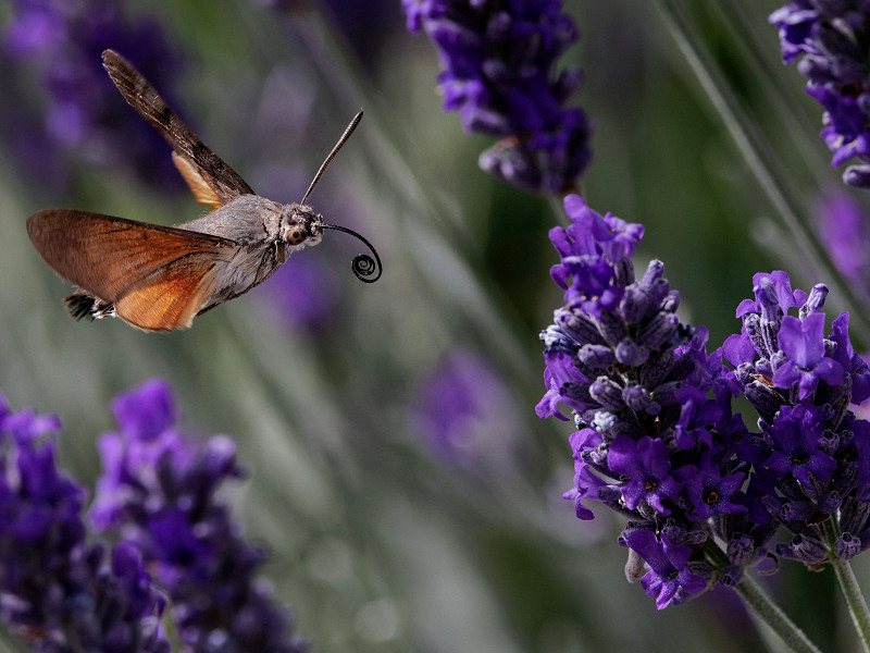 Hummingbird Hawk-moth - the hum of summer
