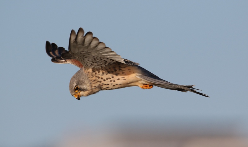 Hunting Kestrel Hunting Kestrel