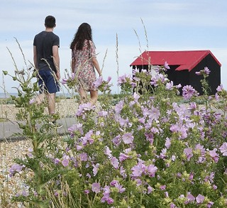 Musk mallow