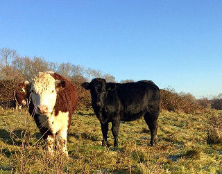 Cattle