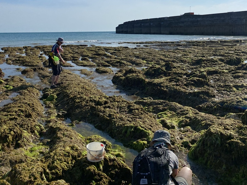 Ghost ponds & butterfly transects - interning with the Sussex Biodiversity Record Centre