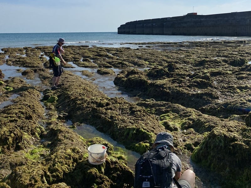 Ghost ponds & butterfly transects - interning with the Sussex Biodiversity Record Centre