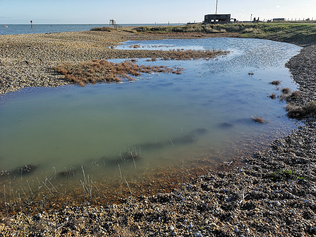 Friends Walk: Festive Findings - Rye Harbour Nature Reserve (17/12/23)