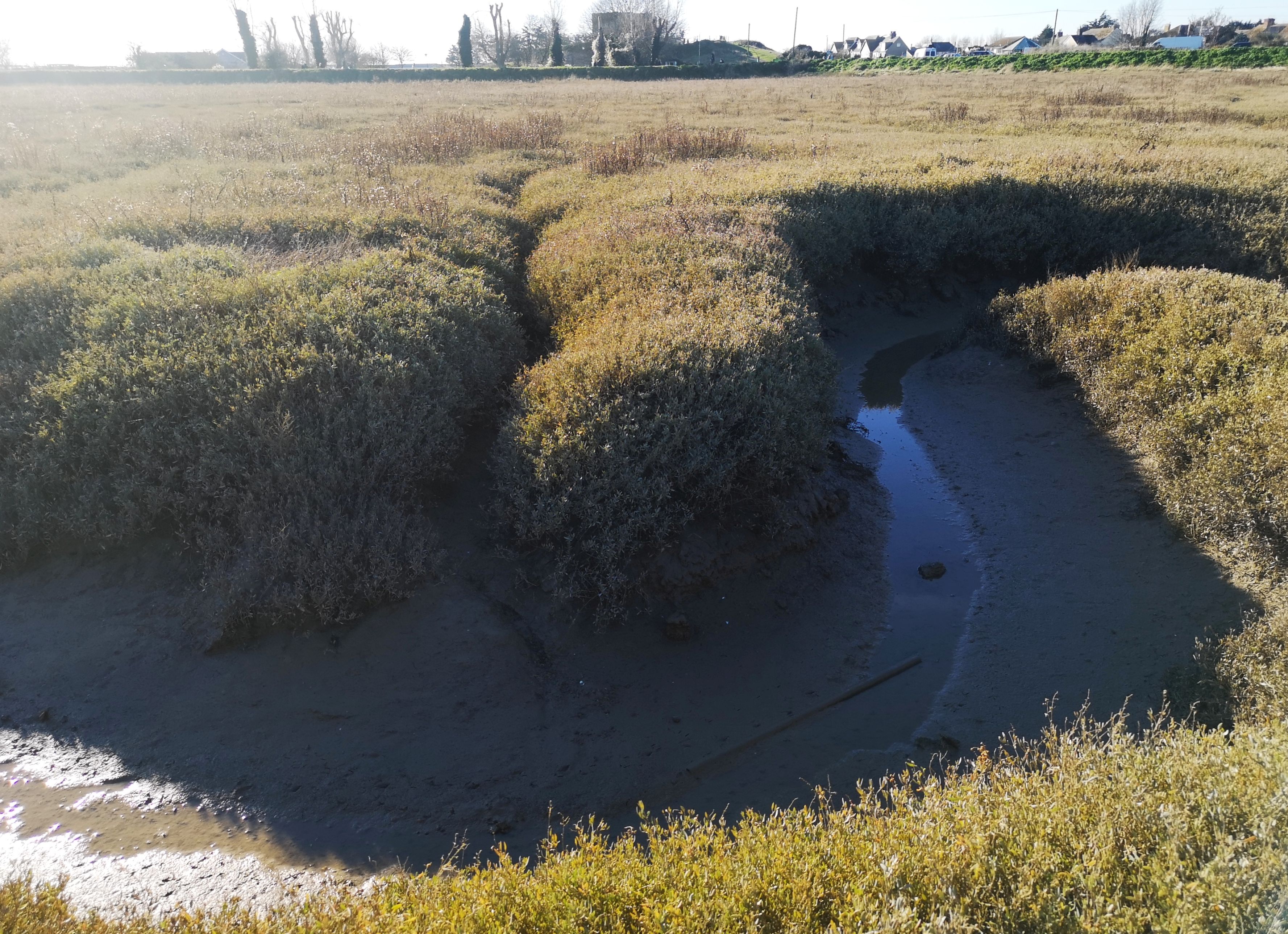 Friends Walk: Around Flat Beach - Rye Harbour Nature Reserve (22/10/2023)