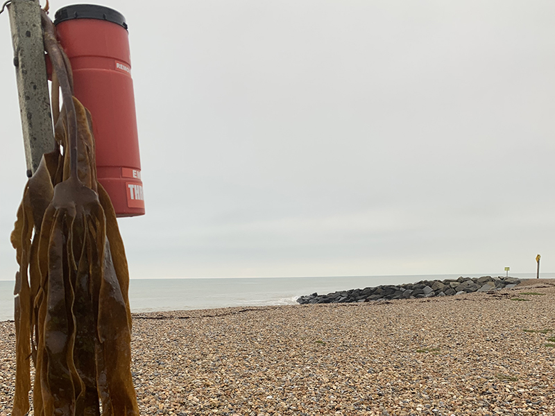 Signs of kelp in Shoreham