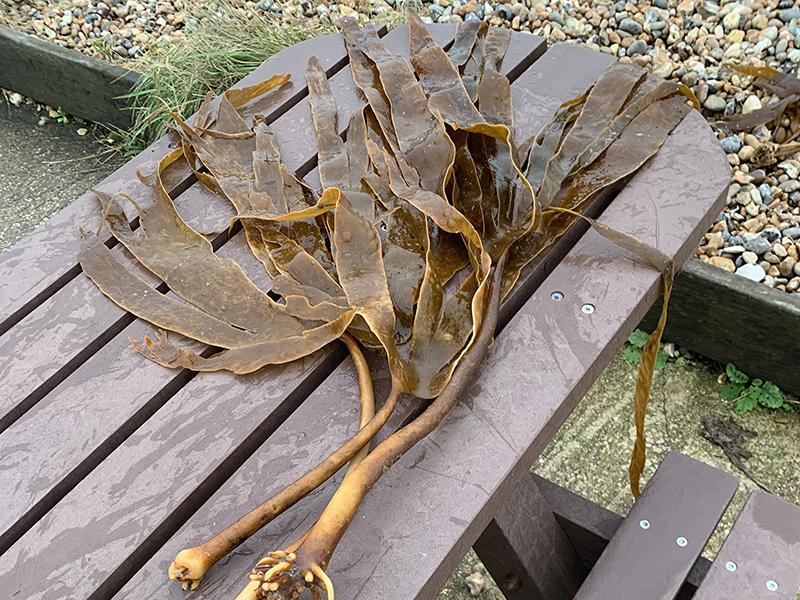 Signs of kelp in Shoreham