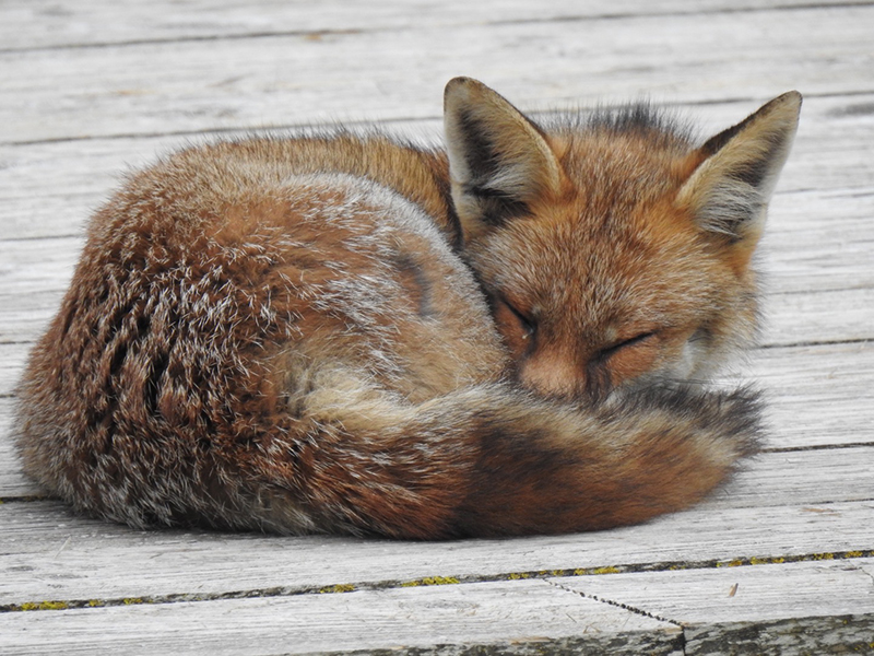 Fox cub © Lynda/EcoOctopus