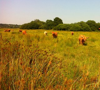 Floodplain Grazing Marsh